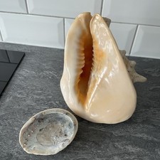 Large conch shell for sale  GLOUCESTER