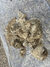 Sheep fleece raw for sale  NORTHAMPTON