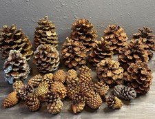 Pinecones home decor for sale  Huxley