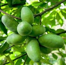Pawpaw fruit tree for sale  Russell