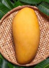 Mango nam dok usato  Maddaloni