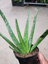 Potted aloe vera for sale  Randolph