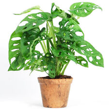 Lovely monstera obliqua for sale  UK