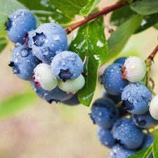 Blueberry plant patriot for sale  GLASGOW