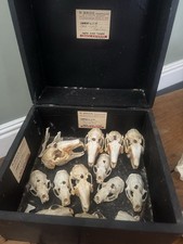 Taxidermy skulls jaw for sale  FAREHAM