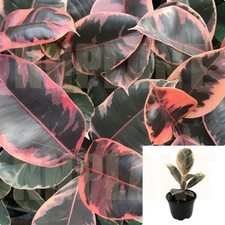 Rubber plant ruby for sale  Modesto