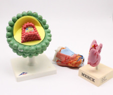 Lern modelle arzt gebraucht kaufen  Brunnen