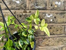 Tradescantia zebrina yellow for sale  LONDON