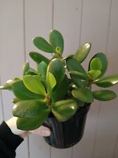 Crassula ovata jade for sale  UK