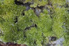 Pyromorphite bwlch glas for sale  NORWICH