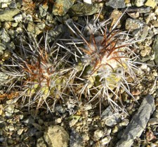 Copiapoa bridgesii seeds usato  Napoli