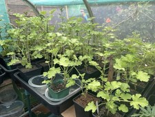 attar for sale attar for sale TEIGNMOUTH