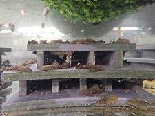 Common bristlenose pleco for sale  Yakima