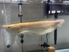 Golden arowana for sale  Van Nuys