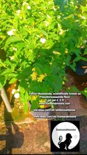Yellow mussaenda scientificall for sale  Deland