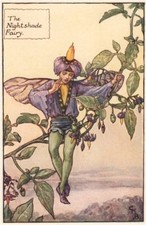 Night shade fairy for sale  LONDON
