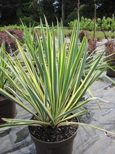 Yucca filamentosa bright usato  Pontinia
