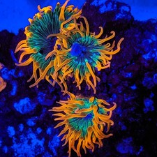 Rainbow bubble tip for sale  State College