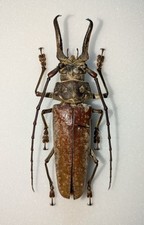 Callipogon sericeum male for sale  Shipping to United States