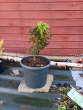Acer palmatum mikawa for sale Acer palmatum mikawa for sale  CRANBROOK