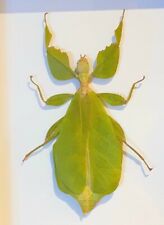 Large phyllium celebicum usato  Spedire a Italy