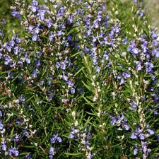 Rosemary seeds heirloom for sale  Tarpon Springs
