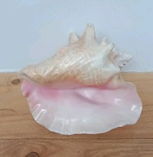 Large vintage horned for sale  BURY ST. EDMUNDS