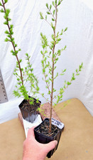 Tamarack eastern larch d'occasion  Expédié en Belgium
