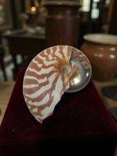 Ancien coquillage nautilus d'occasion  Marseille XII