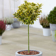 Euonymus marieke tree for sale  UK
