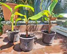 Musa velutina pink usato  Imperia