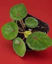 Rare begonia conchifolia for sale  Little Rock