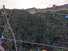 Trade temporary anti for sale  BRISTOL