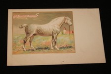 Cheval race francaise d'occasion  Hénin-Beaumont