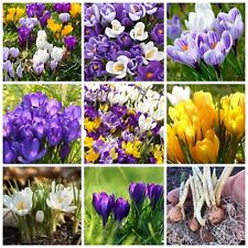 Crocus bulbs colours for sale  WISBECH
