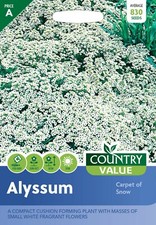 Alyssum seeds carpet for sale  WORTHING