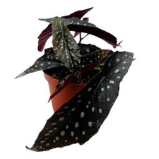 Harmony talon angel for sale  Sorrento