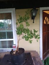 Bonsai old japanese for sale  Baton Rouge