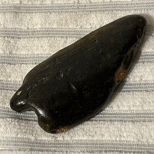 Shark tooth fossil for sale  COLCHESTER