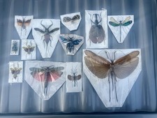 Assortment insects framing for sale  ASHFORD