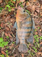 Mayan cichlid live d'occasion  Expédié en Belgium