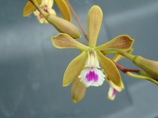 Encyclia tampensis bloom for sale  Arcadia