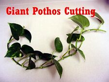 Two cuttings climbing for sale  Land O Lakes