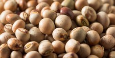 Pigeon pea seeds for sale  Melbourne