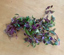 Dreimasterblume gottesauge bü gebraucht kaufen  Volkach