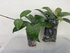 Hoya carnosa healthy for sale  HOUNSLOW