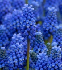 Muscari blue magic for sale  Hayden