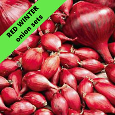 Onion sets red for sale  MANCHESTER
