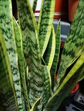Snake plant approx. for sale  Mesa