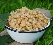 Whitecurrant ribes white for sale  HUNTINGDON